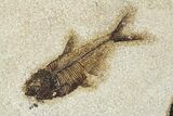 Plate of Two Fossil Fish (Cockerellites & Knightia) - Wyoming #292354-1